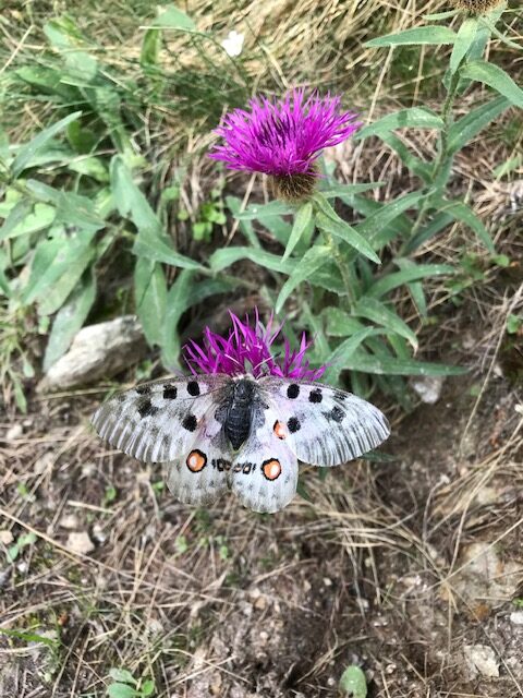 Schmetterling und Bergblume