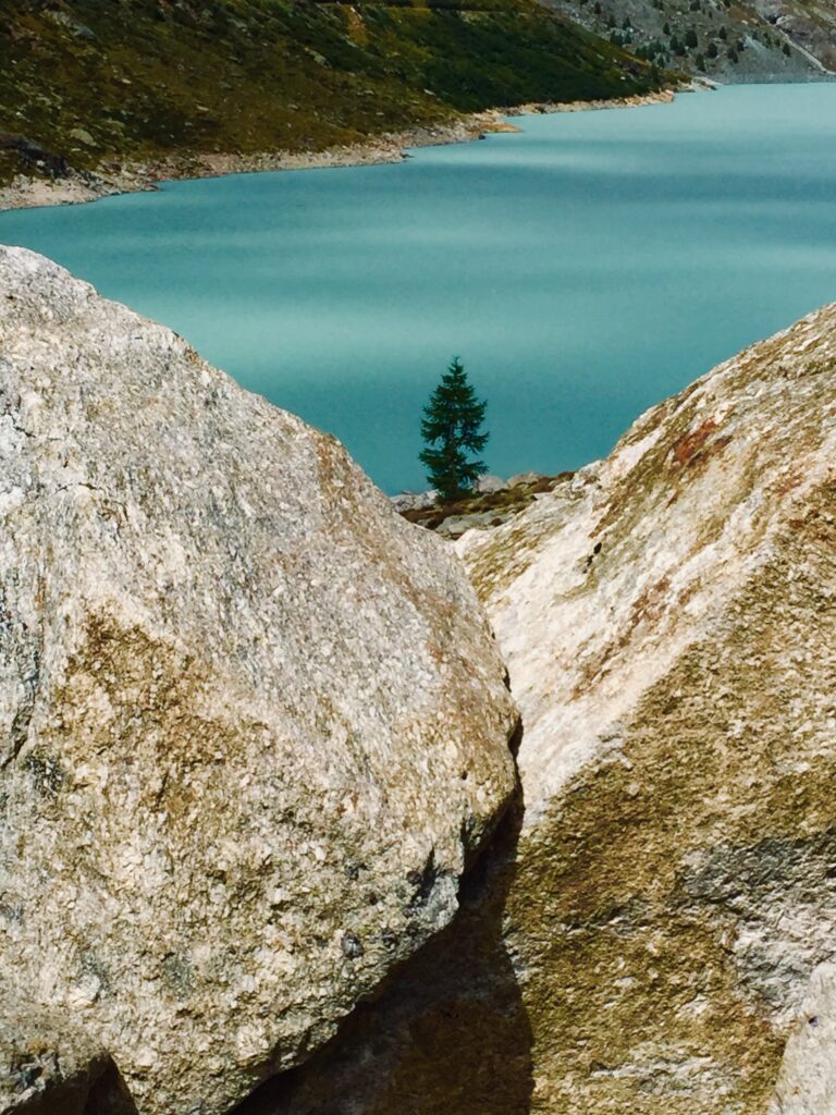 Tanne am Stausee Mattmark
