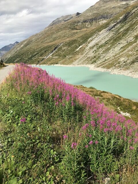 blumenumrandeter Stausee