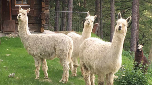 fotogene Lamas