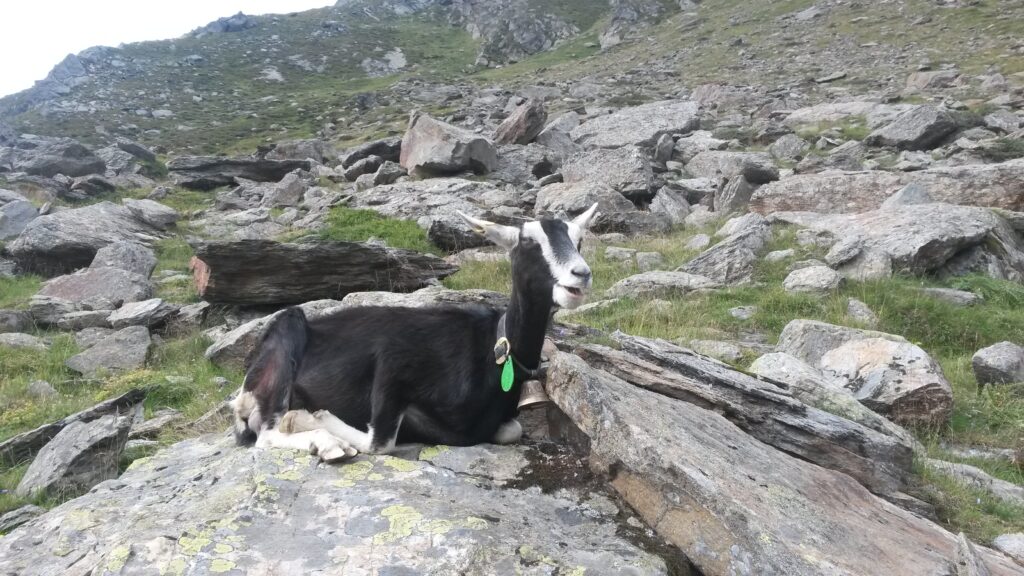 Die Bergziege macht gemütlich Siesta.
