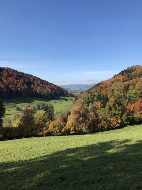 Wenn sich die Bäume verfärben leuchten sie im Sonnenlicht.
