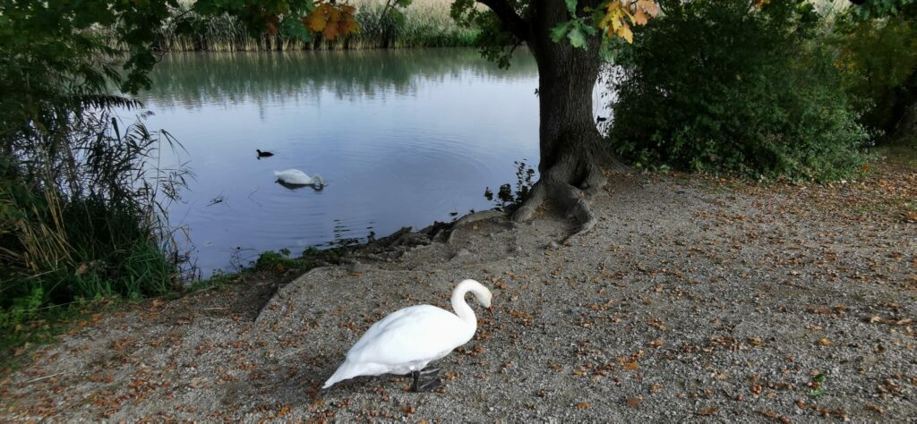Schwäne am Klingnauer Stausee