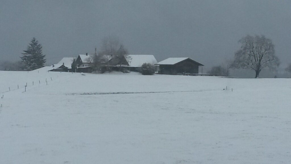 winterliches Hofleben - 01.12.2020