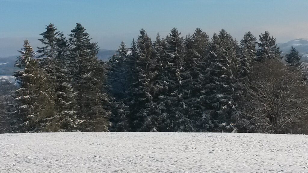Schneefeld und Wald - 03.12.2020
