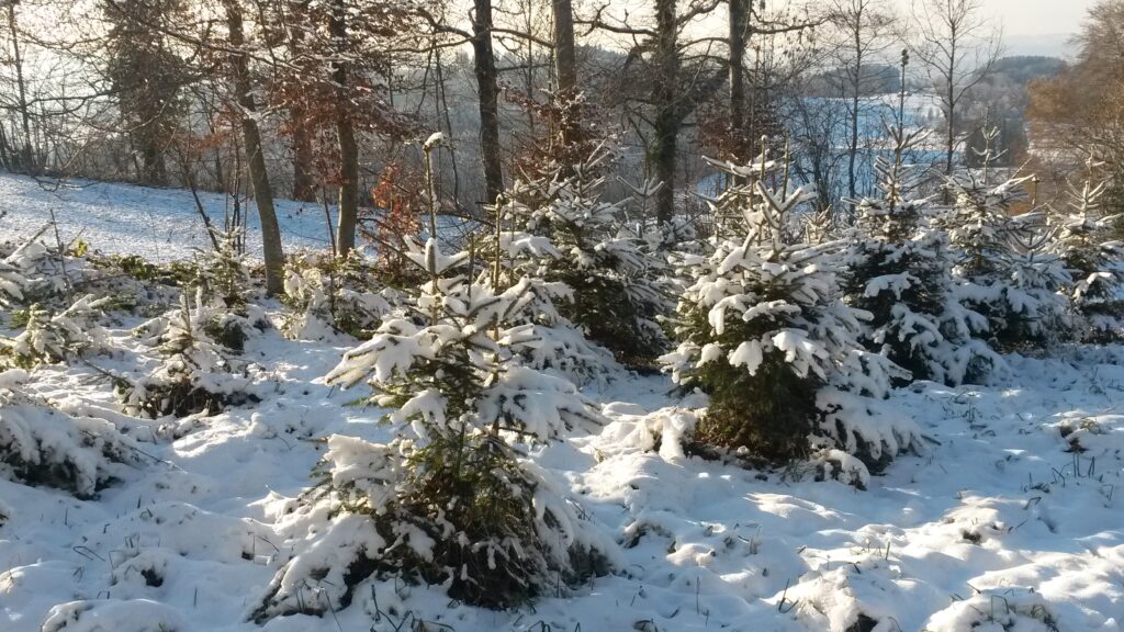 verschneite Tännlein - 03.12.2020