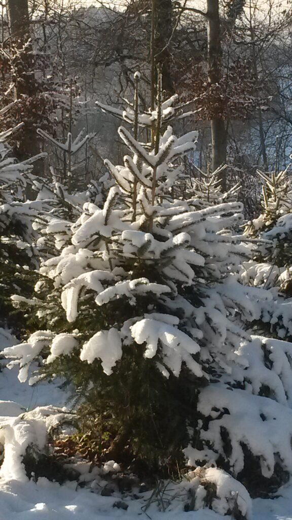 Ein Tännlein steht im Walde..... - 03.12.2020