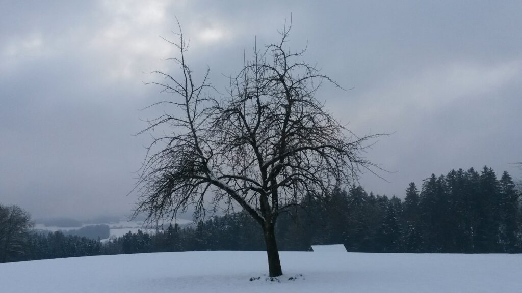 einsamer Baum in der Abenddämmerung - 07.12.2020