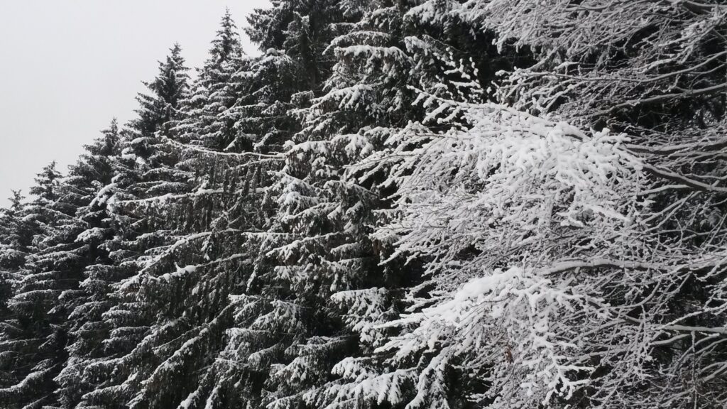 Raureif auf Tannengrün - 10.12.2020