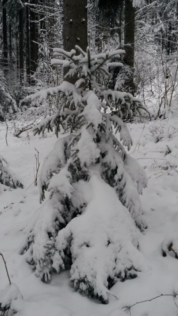 ein Tännlein steht im Walde..... - 10.12.2020