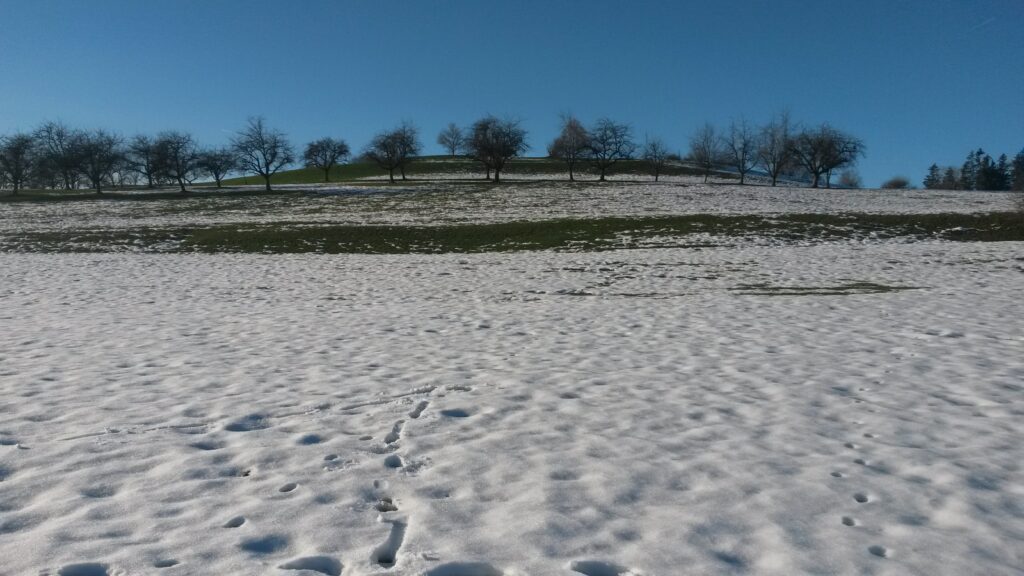 vorläufig letztes Schneefeld auf ca. 750 m - 16.12.2020