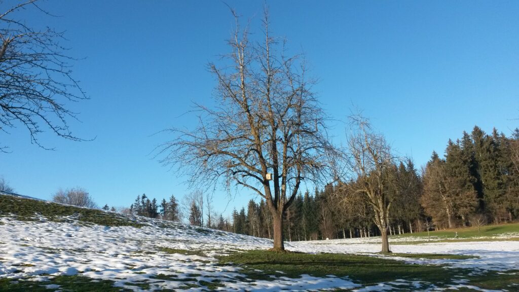ein paar Schneeresten - 16.12.2020