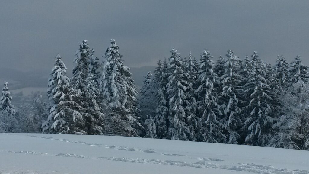 Spuren im frischen Tiefschnee - 16.01.2021