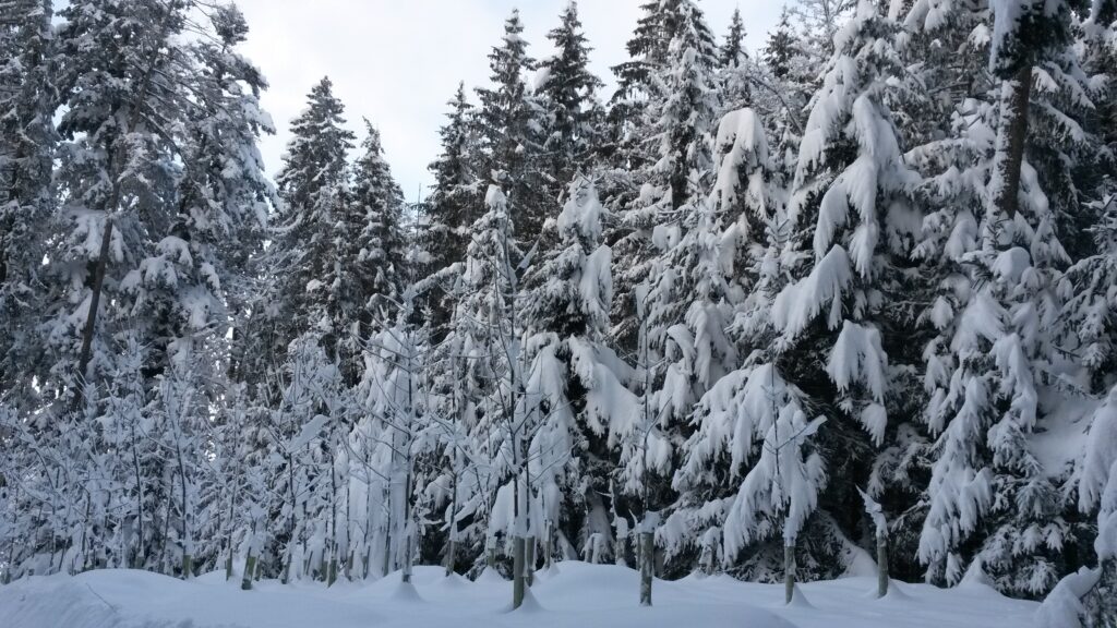 Kabinett der verschneiten Tannen - 16.01.2021