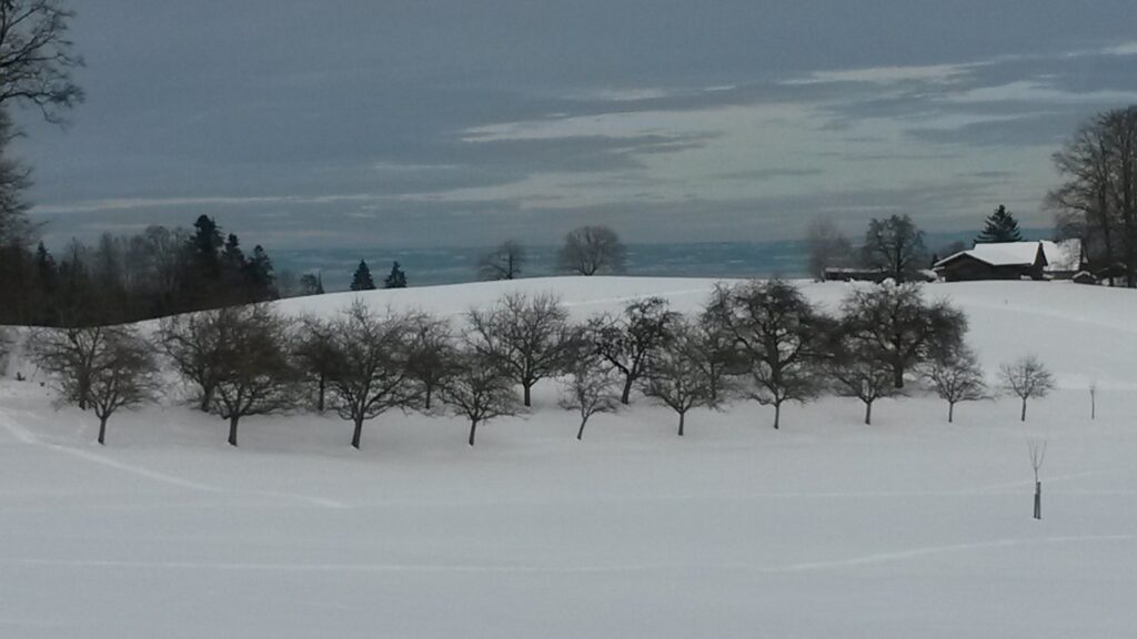 Baumschule - 21.01.2021