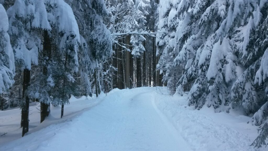 Winterwald - 16.01.2021