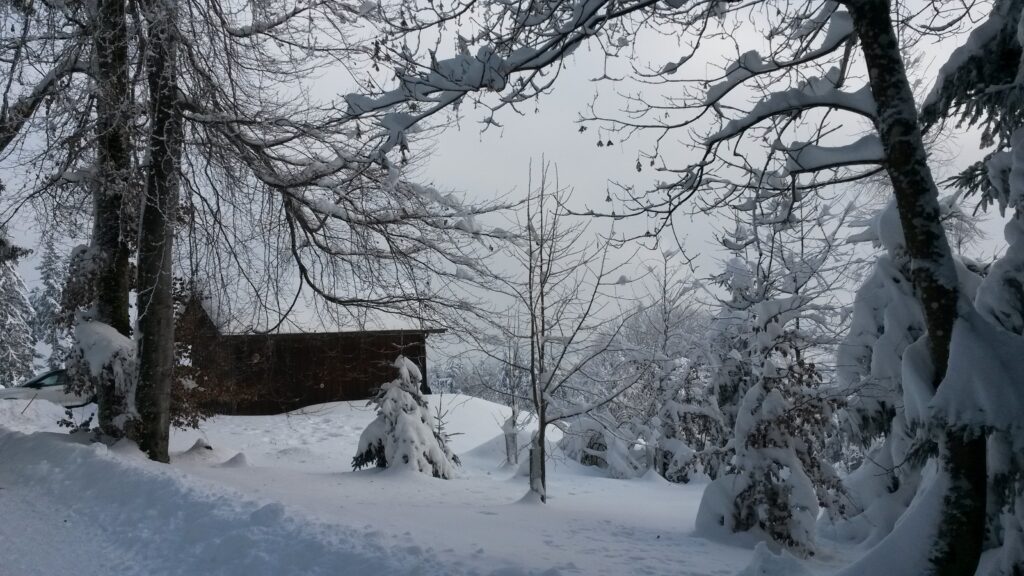 Winteridylle am Waldrand - 16.01.2021