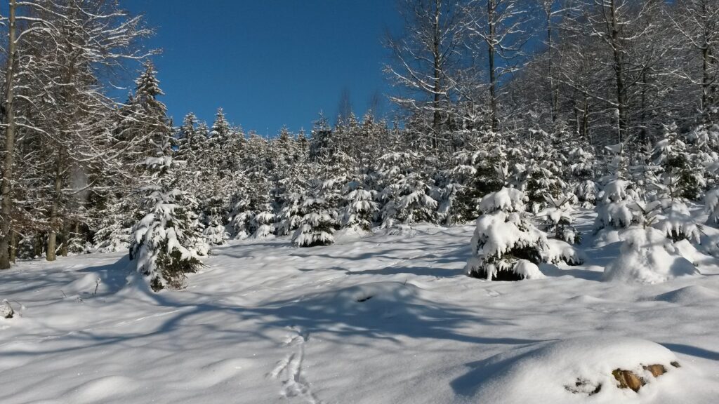 inmitten der verschneiten Tännlein - 13.02.2021