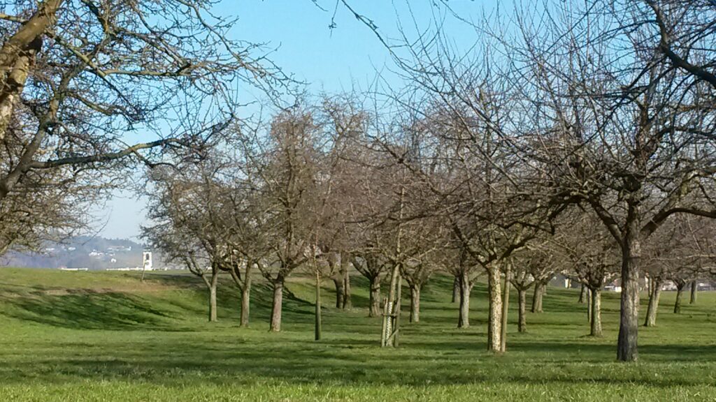 Spüren diese Apfelbäume schon bald den Frühling? - 21.02.2021