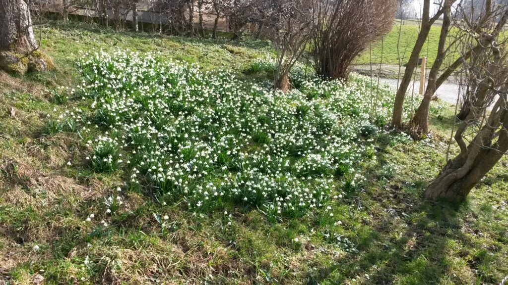 Schneeglöckchen als Frühlingsboten - 26.02.2021