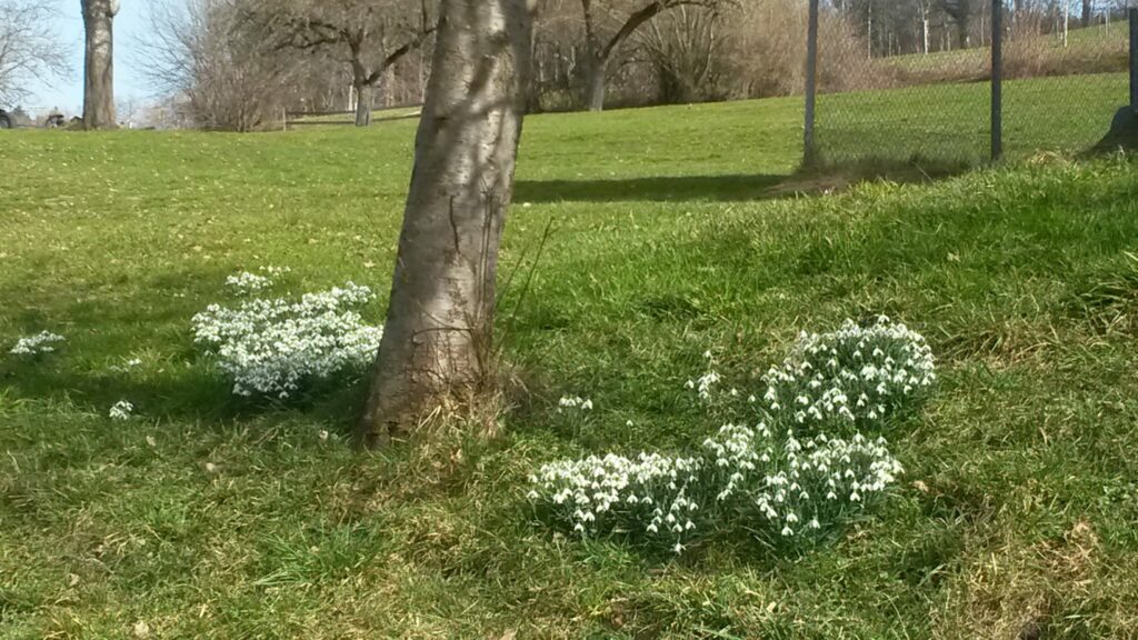 Frühlingserwachen - 26.02.2020