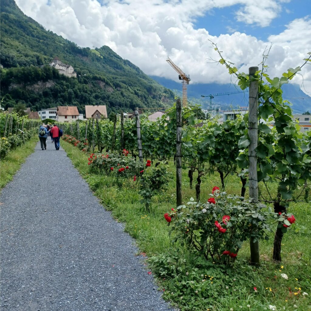 Spaziergang durch den Rebberg - 09.07.2021