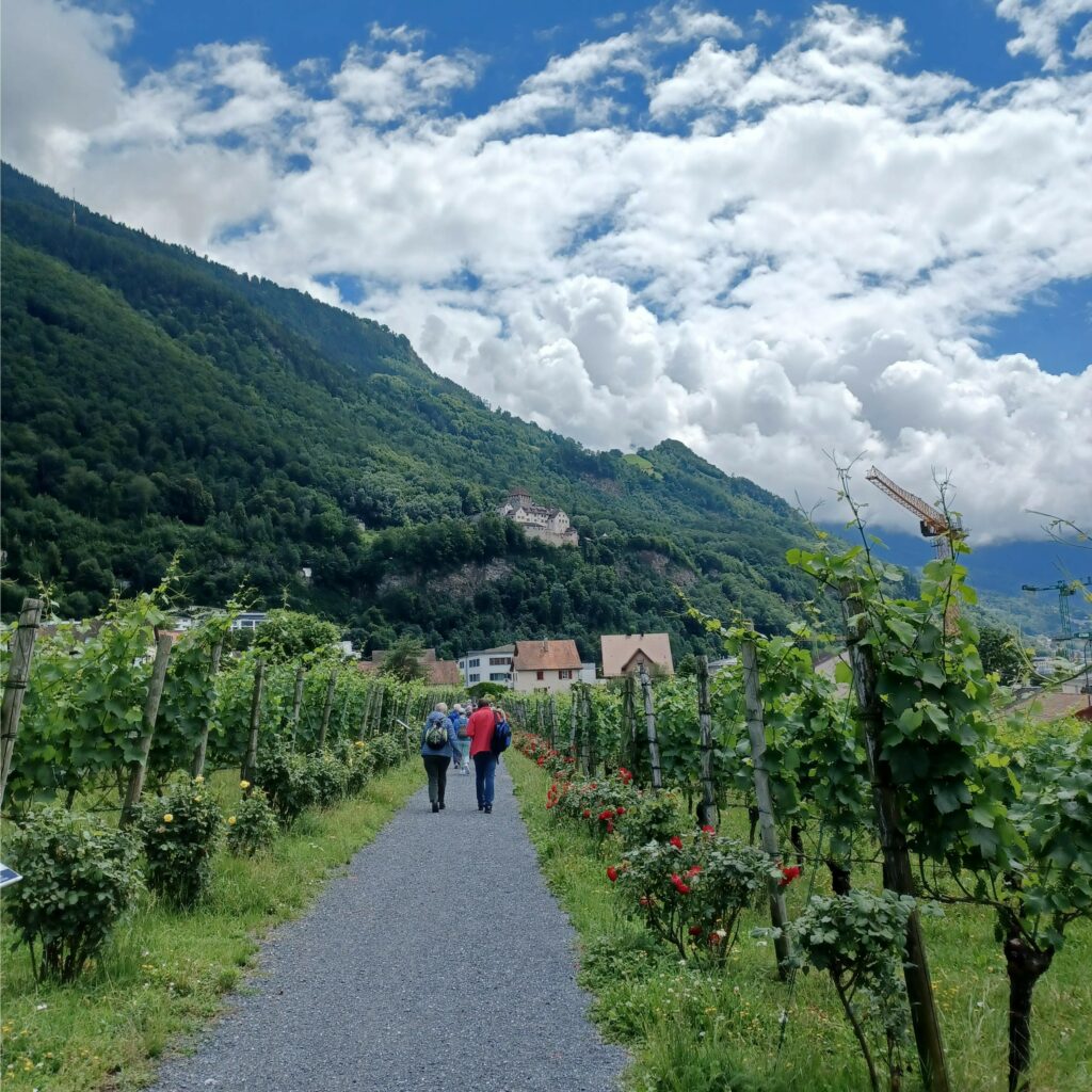 Spaziergang durch den Rebberg Richtung Stadtmitte - 09.07.2021