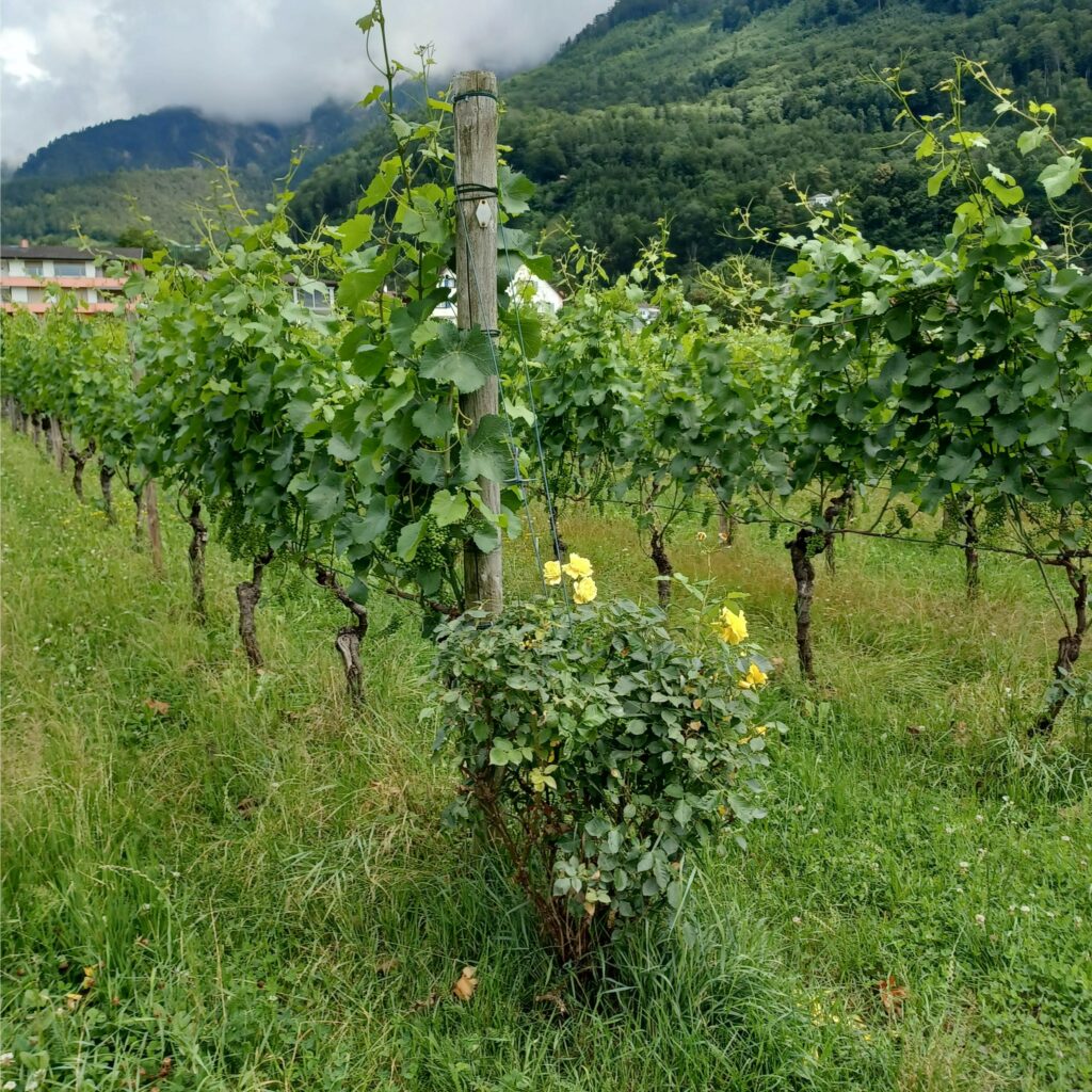 gelbe Rosen am Rebstock dienen auch der Dekoration - 09.07.2021