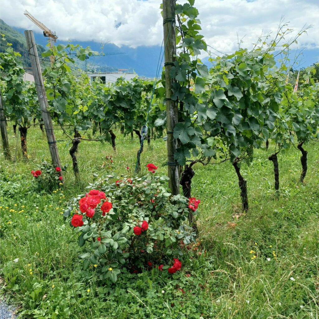 rote Rosen am Rebstock zur Früherkennung von Schädlingen - 09.07.2021
