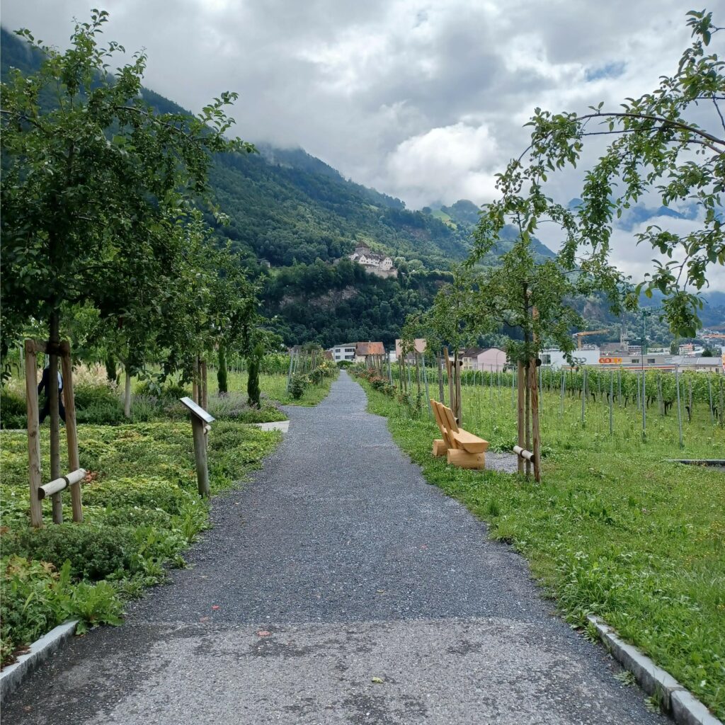 im fürstlichen Weinberg - 09.07.2021