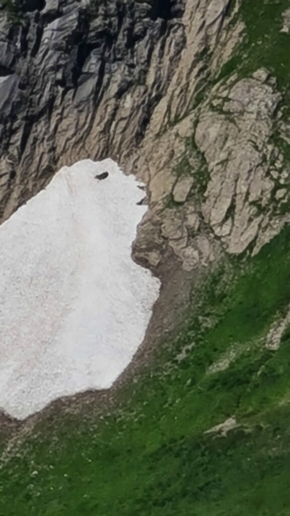 Schneefeld oder molliger Eisbär? - 10.08.2021