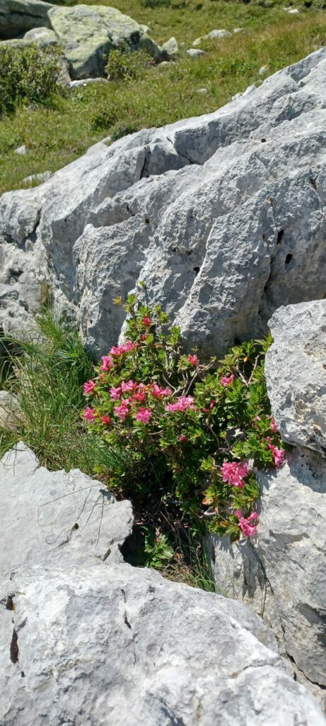 blühende Alpenrosen - 12.08.2021