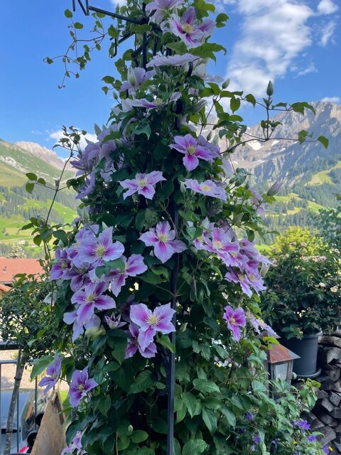 Sommerblumen auf der Hotelterrasse - 12.08.2021