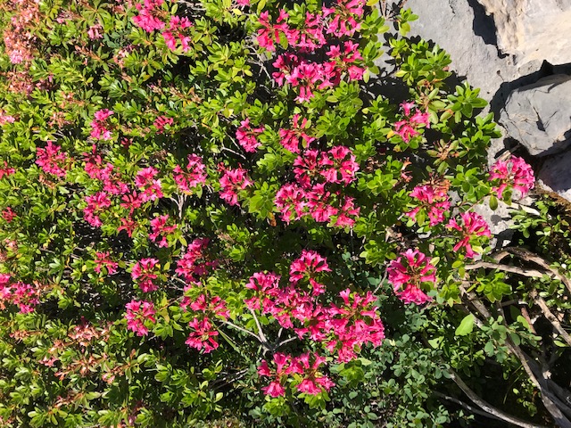 Alpenrosen in voller Blüte 