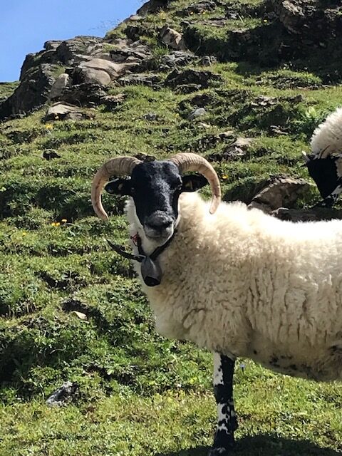 Schafbock - Adelboden 2021