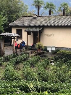Teeplantage mit Teehaus Monte Verità oberhalb Ascona - 19.09.2021