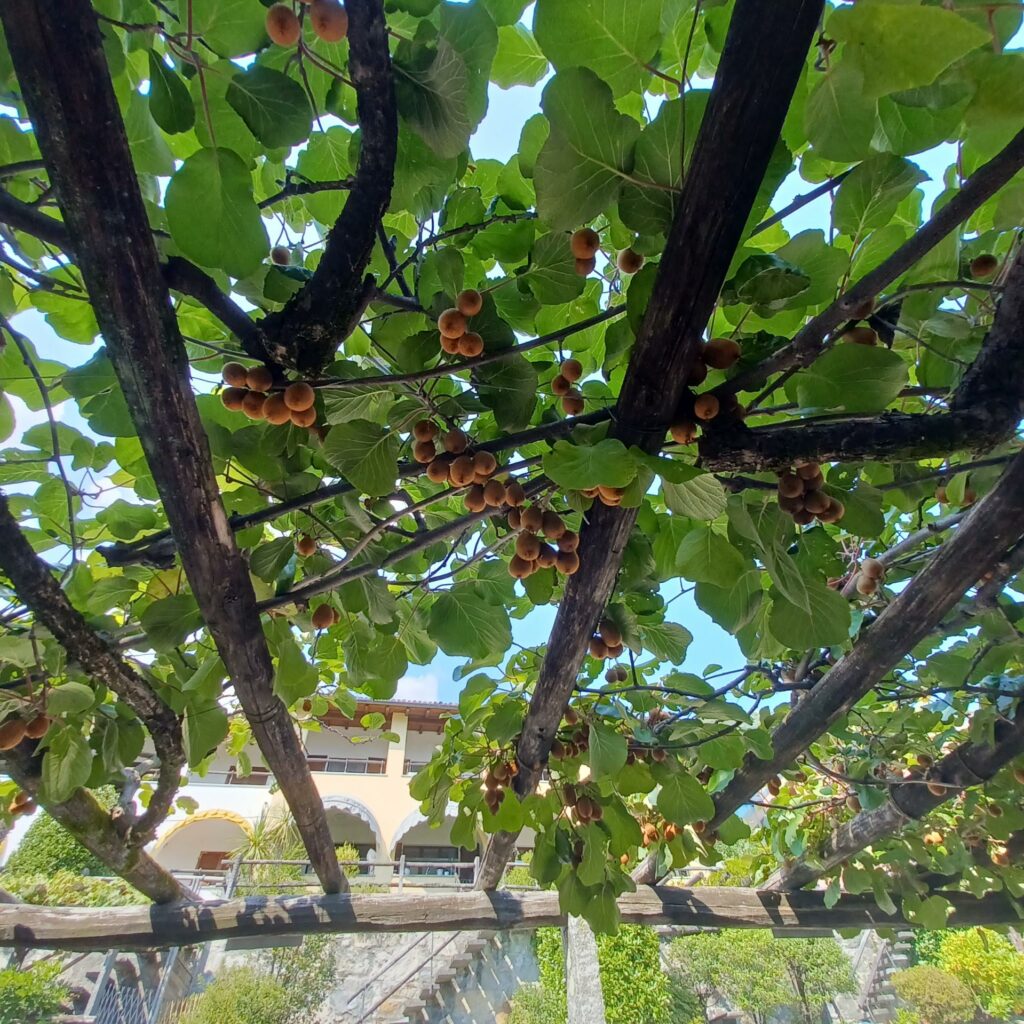 schattige Pergola - 12.09.2021