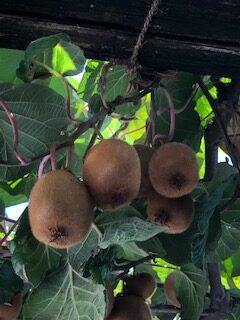 reife Kiwis - 12.09.2021