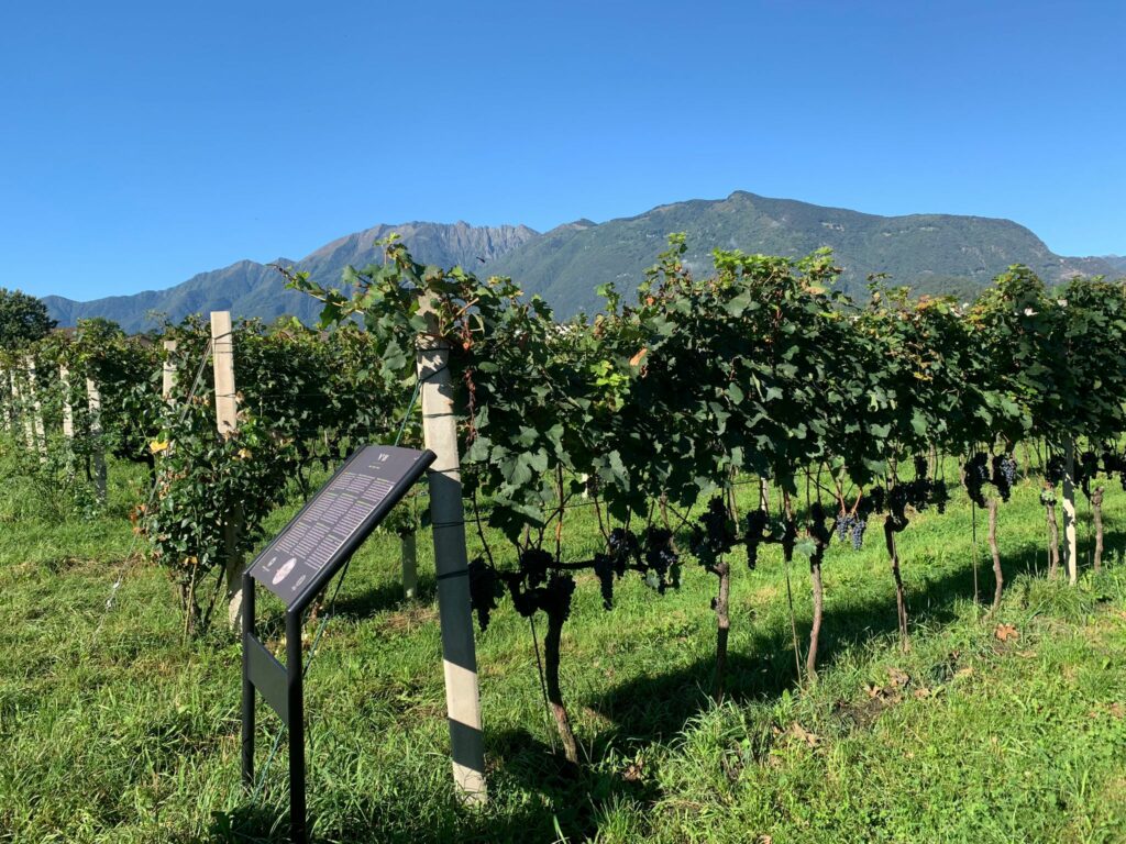 Besuch bei Terreni alla Maggia, Rebstöcke Merlot -17.09.2021