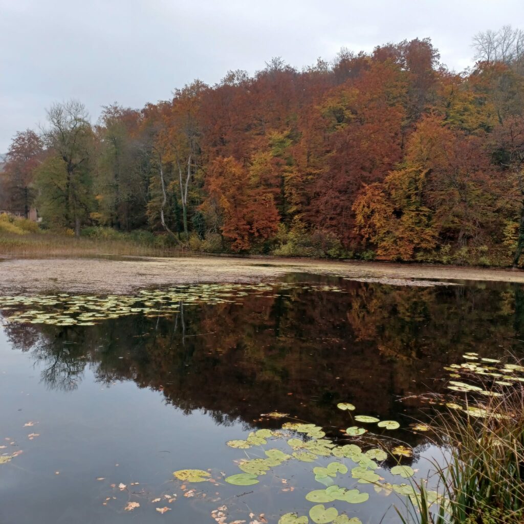 Weiher im Herbstkleid -30.10.2021