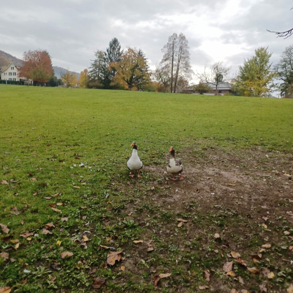 neugierige Gänse -30.10.2021