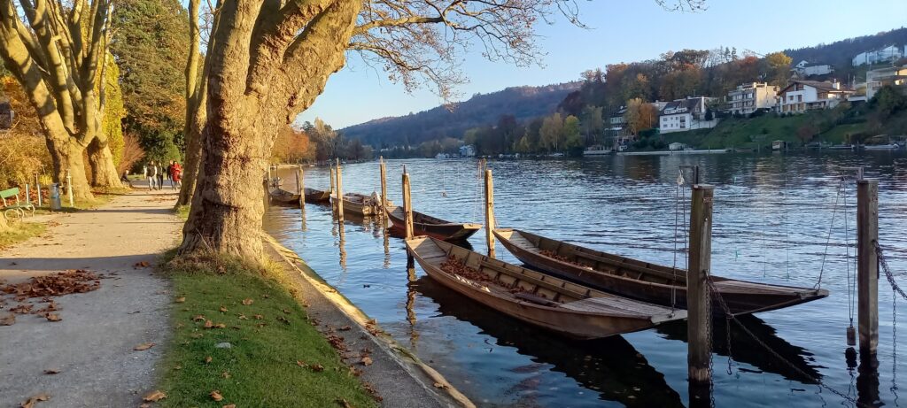 Ruhende Weidlinge am Rheinufer in Schaffhausen 06.11.2021
