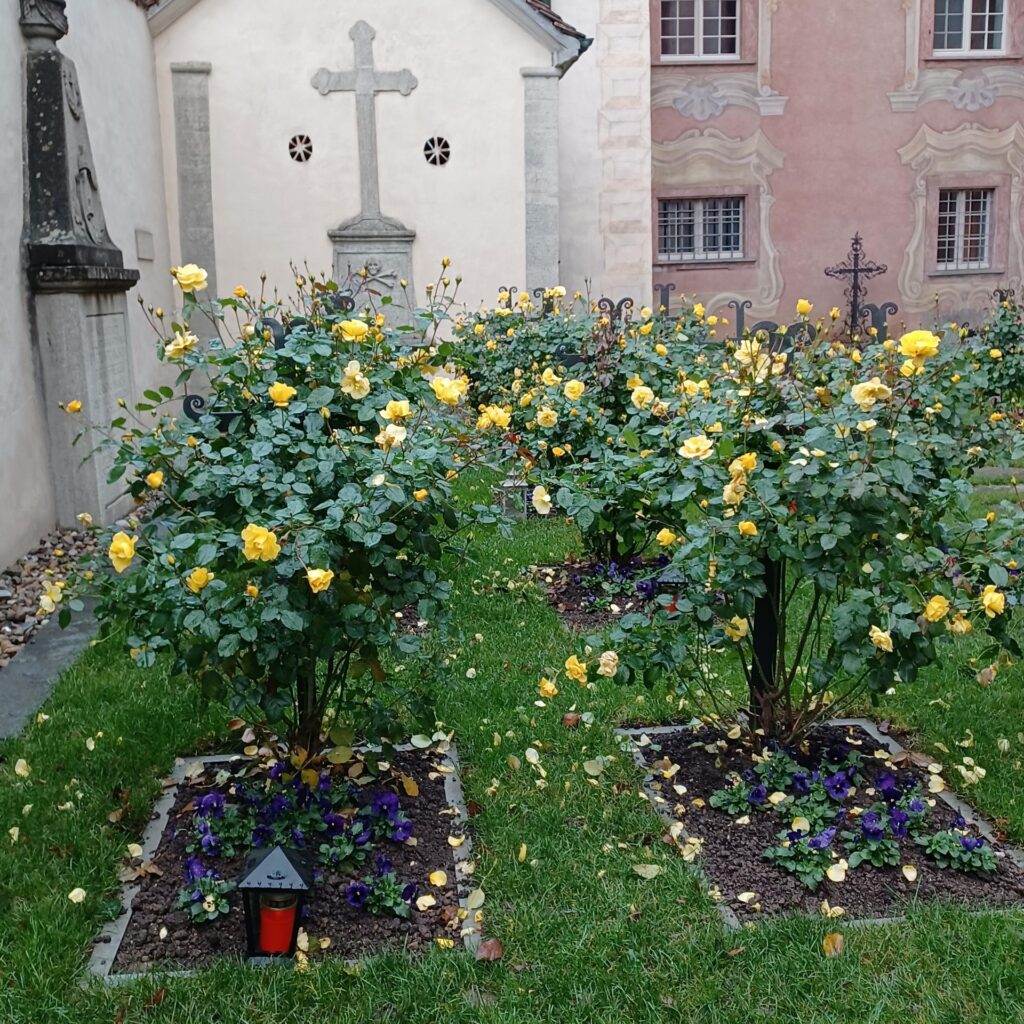 gelbe Rosenbüsche im Klostergarten - 14.11.2021