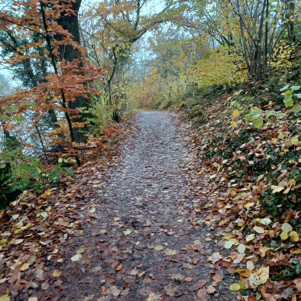 Herbstliche Blätter säumen den Weg - 14.11.2021