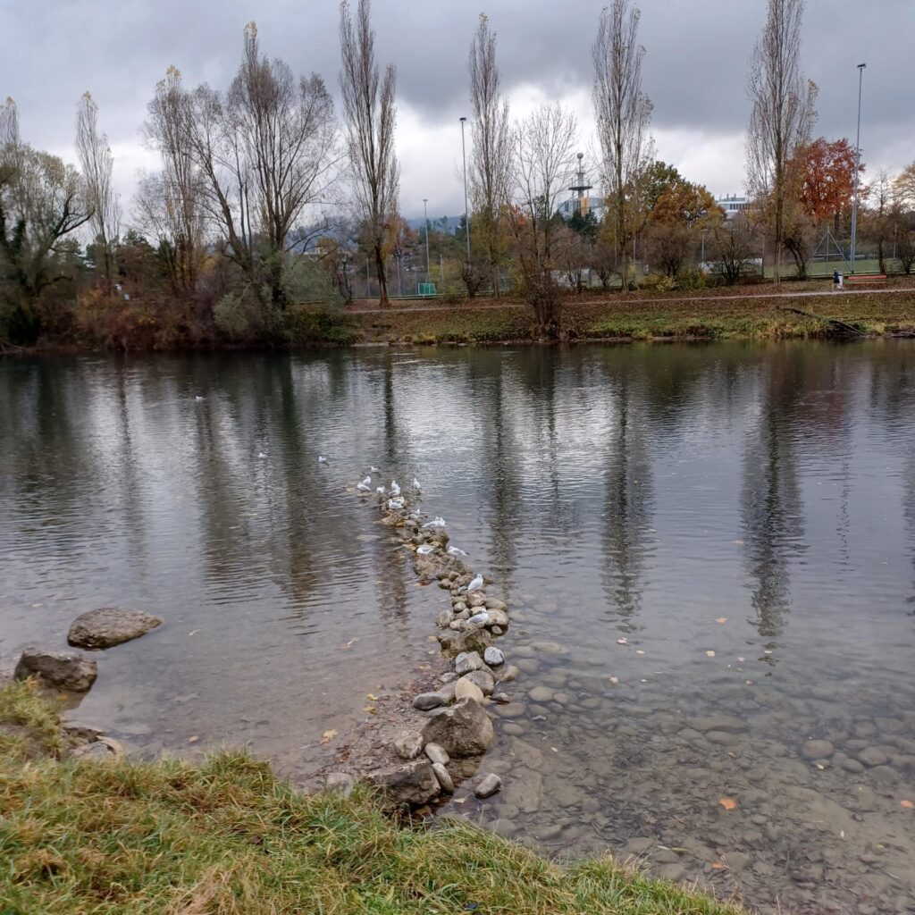 Herbststimmung an der Limmat - 14.11.2021