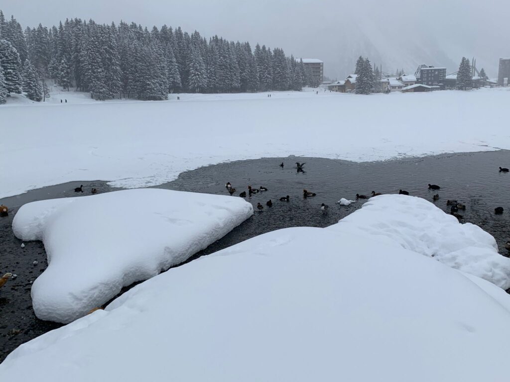 Ententreffen im Obersee - 01.02.2022