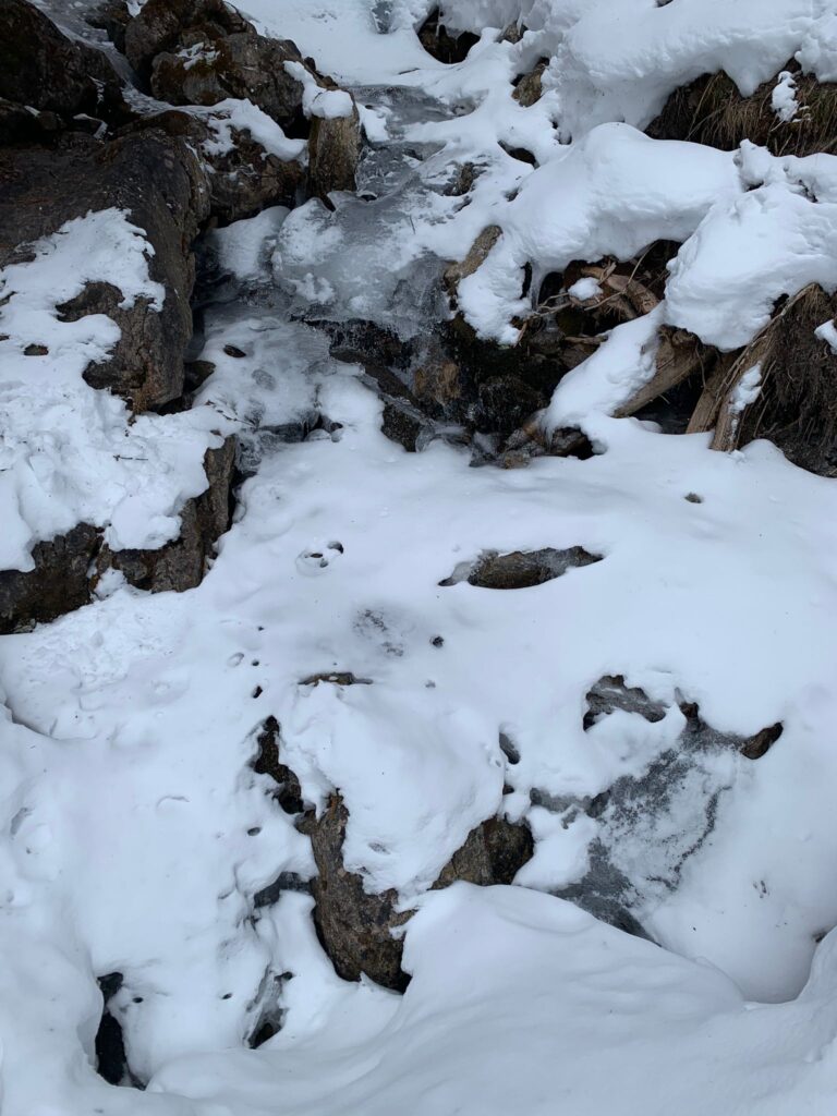 winterlicher Waldboden - 31.01.2022