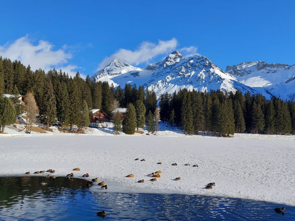 sonntägliche Entensiesta auf dem Obersee - 30.01.2022