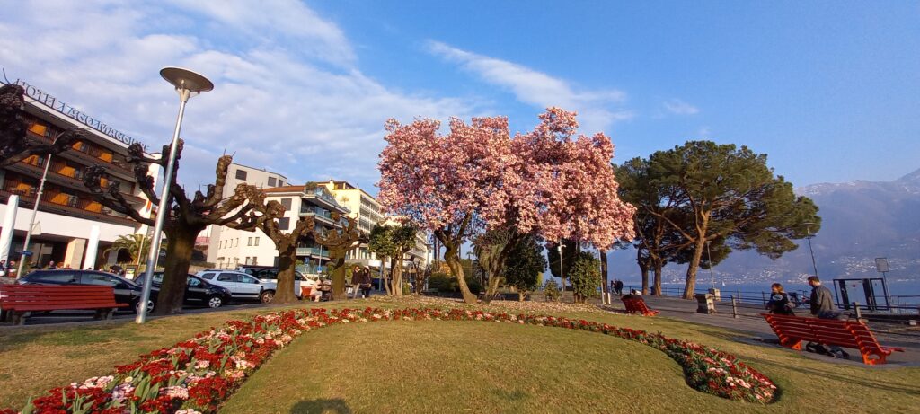 blühende Magnolien an der Seepromenade in Locarno - 19.03.2022