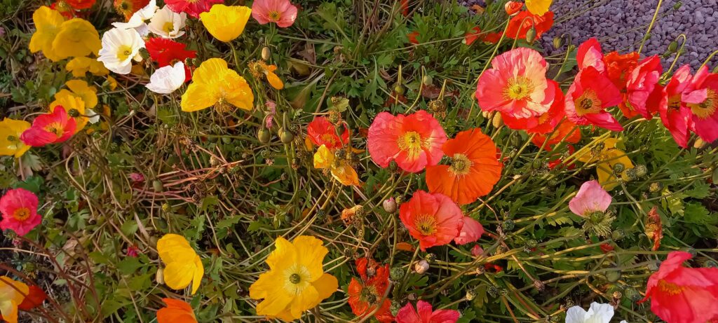weiss, gelb und rot blüht der Mohn - 19.03.2022